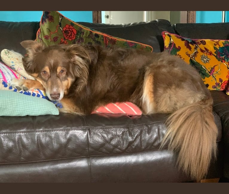 Rosie O'Doggell, an Australian Shepherd and German Shepherd Dog mix tested with EmbarkVet.com