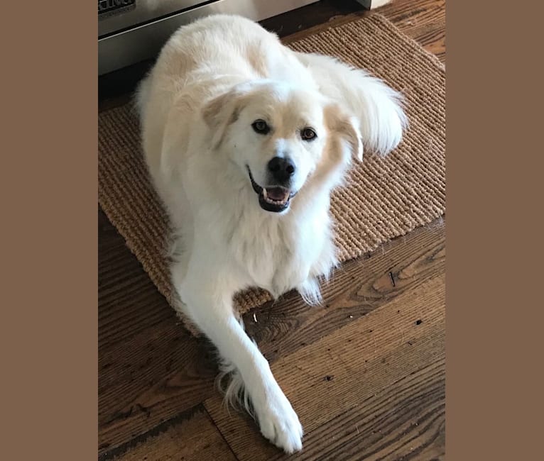 Virgil, a Great Pyrenees and Golden Retriever mix tested with EmbarkVet.com