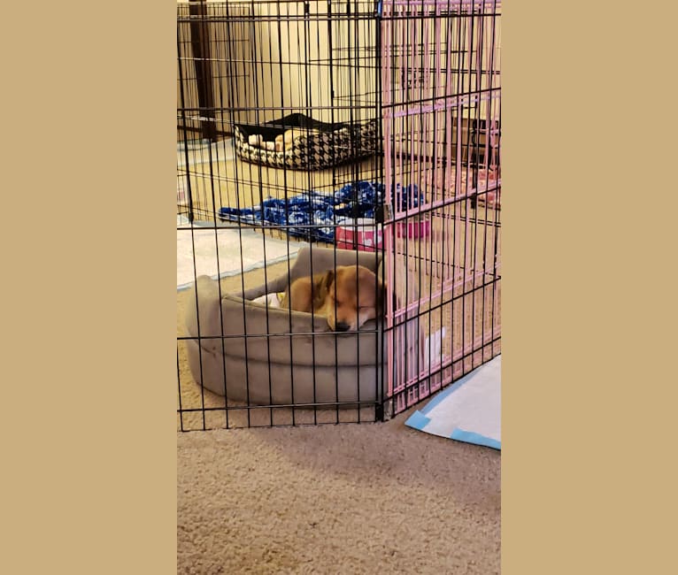 Photo of Brody, a Chihuahua, Dachshund, Pomeranian, and Mixed mix in Tacoma, WA, USA