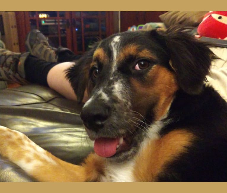 Marion Ravenwoof, an Australian Cattle Dog and American Pit Bull Terrier mix tested with EmbarkVet.com