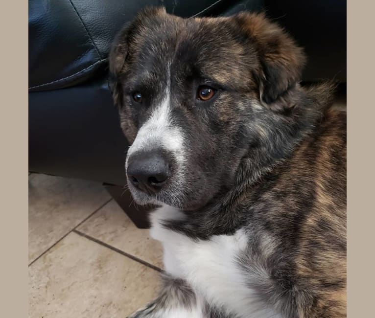 Ziggy, an American Pit Bull Terrier and Great Pyrenees mix tested with EmbarkVet.com