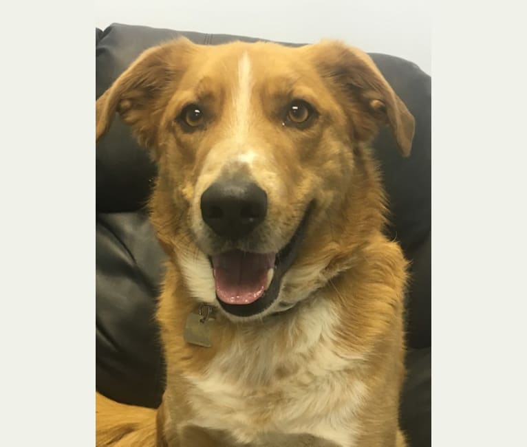 Mickee, a Golden Retriever and Border Collie mix tested with EmbarkVet.com