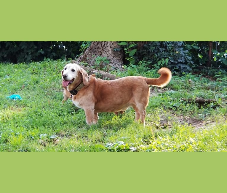 Ernie, a Basset Hound and Golden Retriever mix tested with EmbarkVet.com