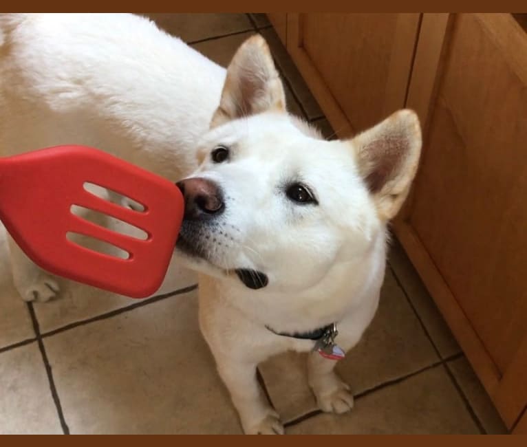 Lala, a Japanese or Korean Village Dog tested with EmbarkVet.com