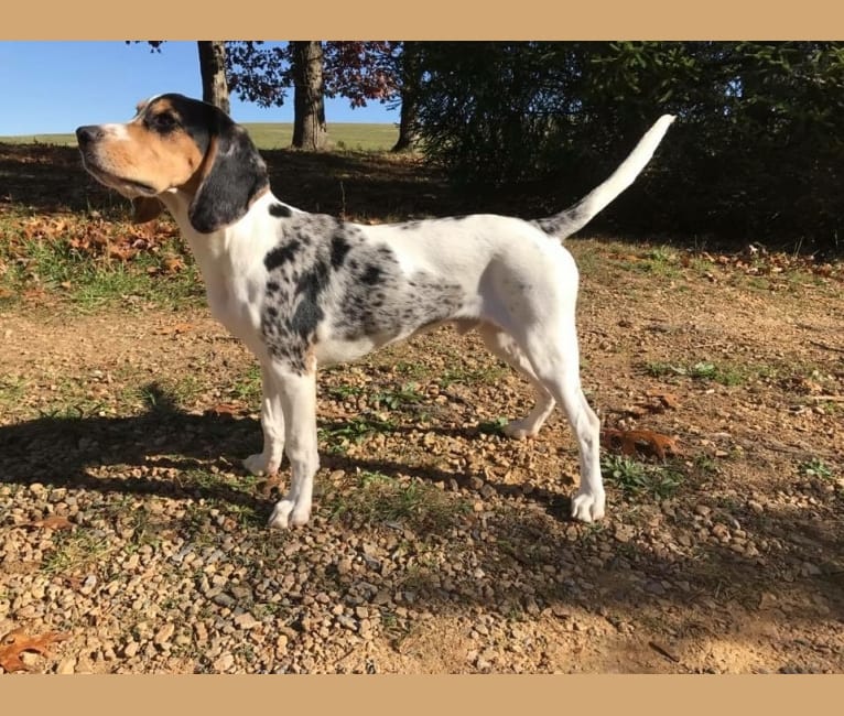 Embark Dog DNA Test Breed