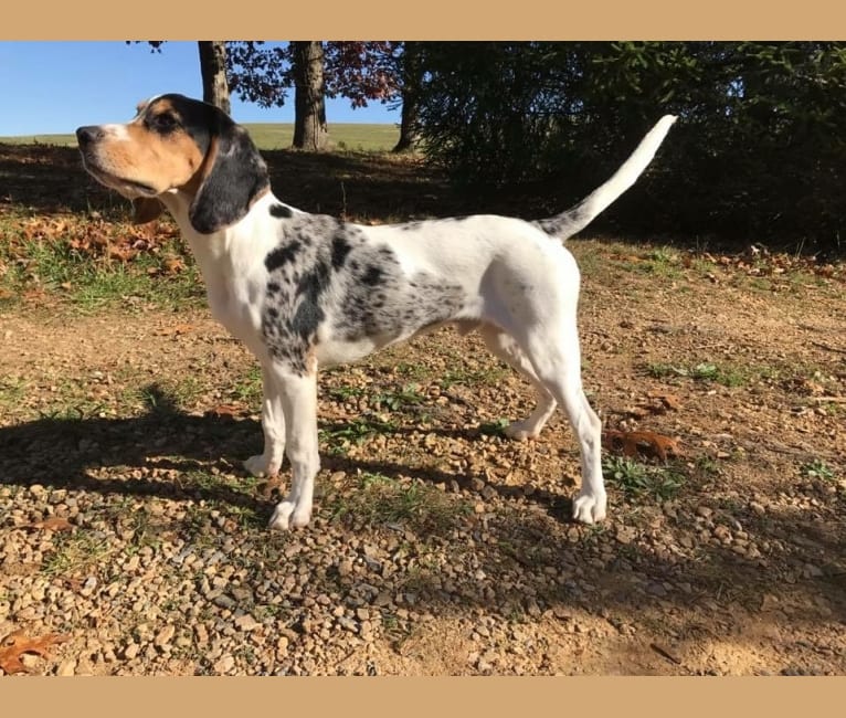 Renegade, an American English Coonhound and Cocker Spaniel mix tested with EmbarkVet.com