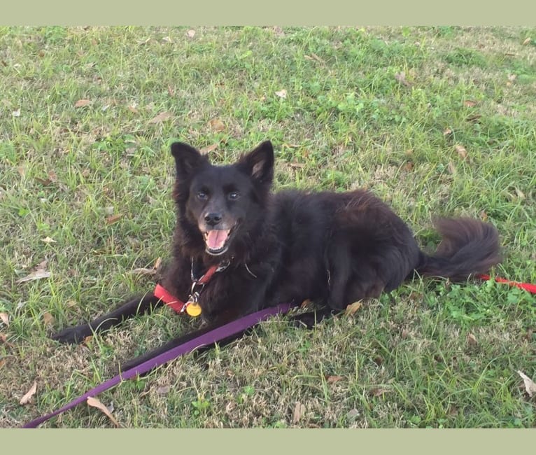 Chow chow border collie hotsell