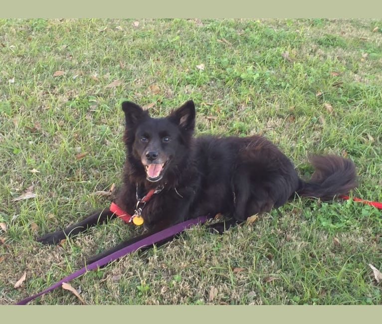 LYLA, a Border Collie and Chow Chow mix tested with EmbarkVet.com