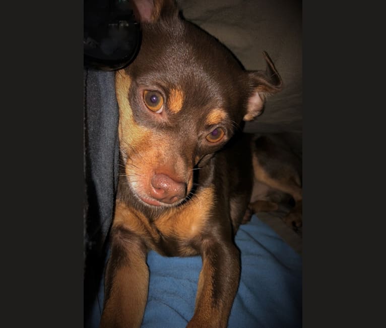 Photo of Oliver, a Chihuahua and Miniature Pinscher mix in Columbia City, Indiana, USA