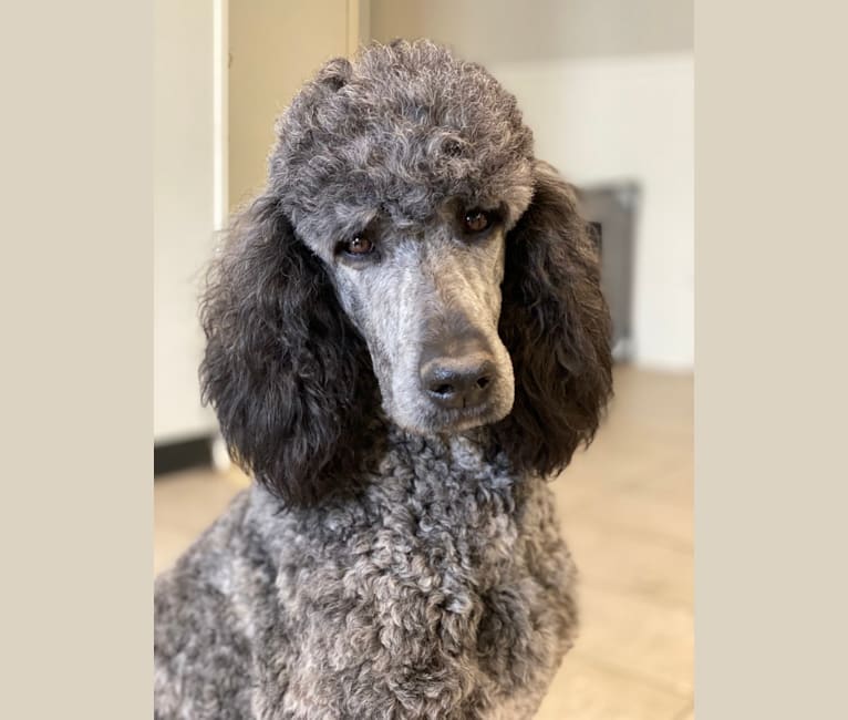 Photo of Hera, a Poodle (Standard)  in Montana, USA