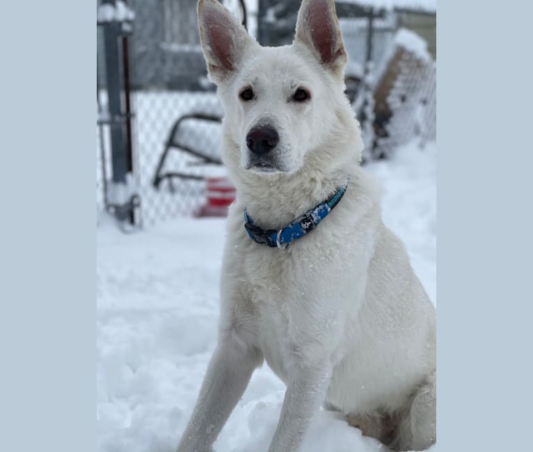 Apollo, a German Shepherd Dog and Maremma Sheepdog mix tested with EmbarkVet.com