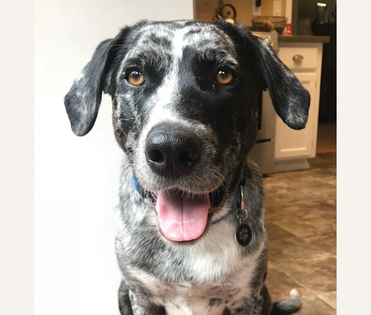 Rennie, a Catahoula Leopard Dog and Great Pyrenees mix tested with EmbarkVet.com