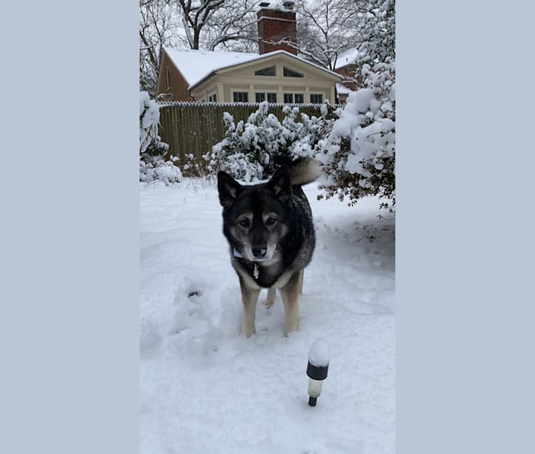 Dora, a Norwegian Elkhound tested with EmbarkVet.com