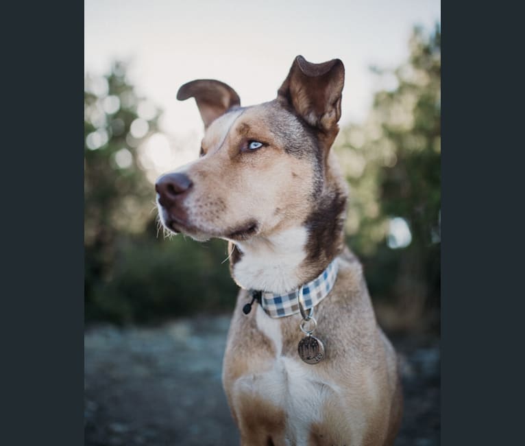 Leo, a Siberian Husky and Chesapeake Bay Retriever mix tested with EmbarkVet.com