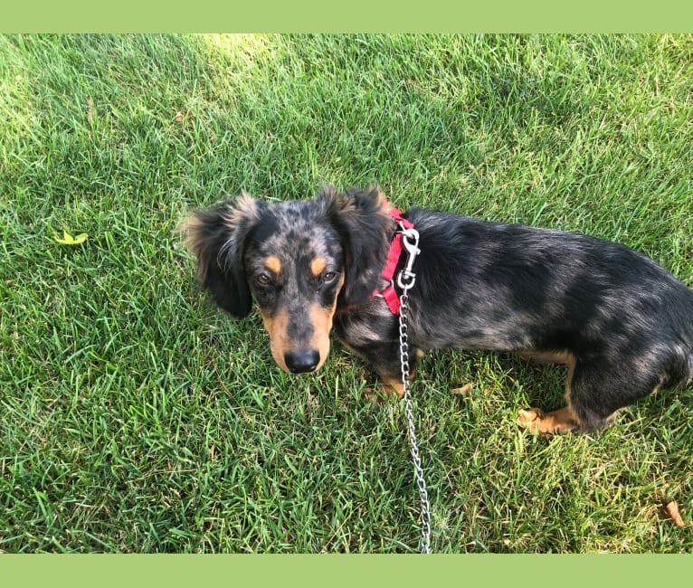 Scooter, a Dachshund and Pekingese mix tested with EmbarkVet.com