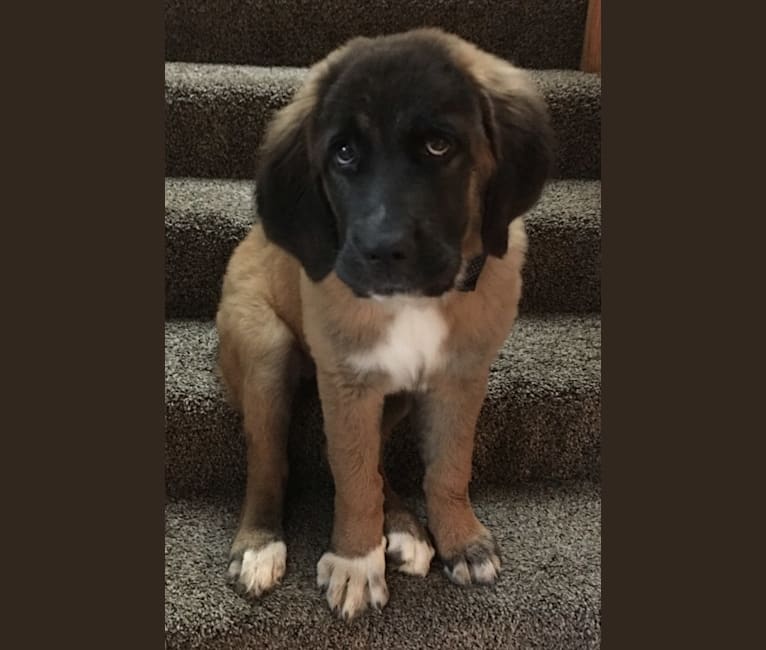 Embark Dog Dna Test Breed