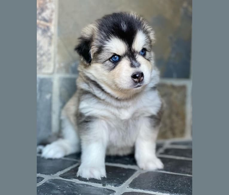 Brady, a Pomsky tested with EmbarkVet.com