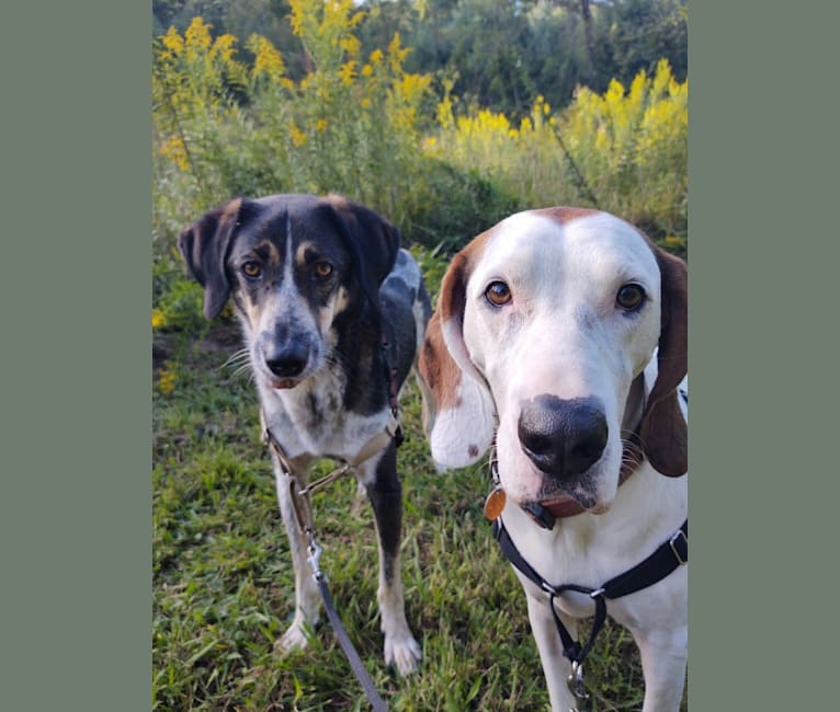 Carl Sagan the Dog, a Treeing Walker Coonhound and Plott mix tested with EmbarkVet.com