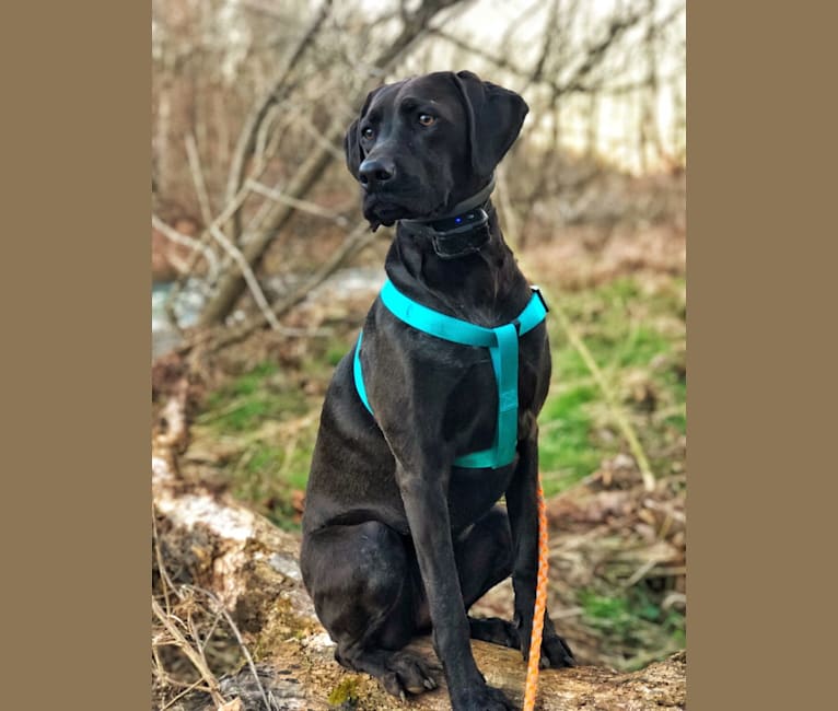 Hazel, a Labrador Retriever and Redbone Coonhound mix tested with EmbarkVet.com