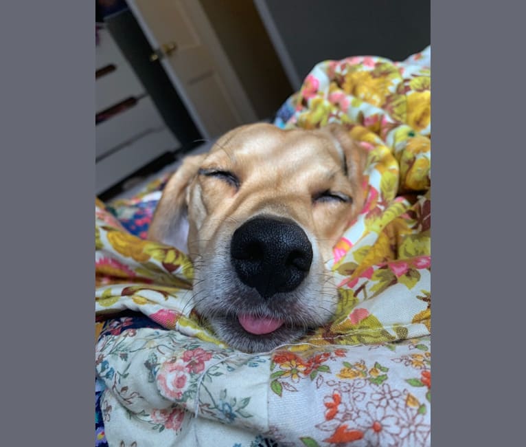 Rosie, a Beagle and Golden Retriever mix tested with EmbarkVet.com