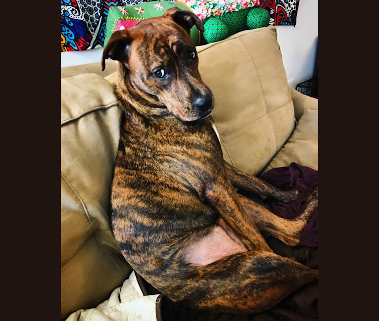 Whippet boxer mix sales