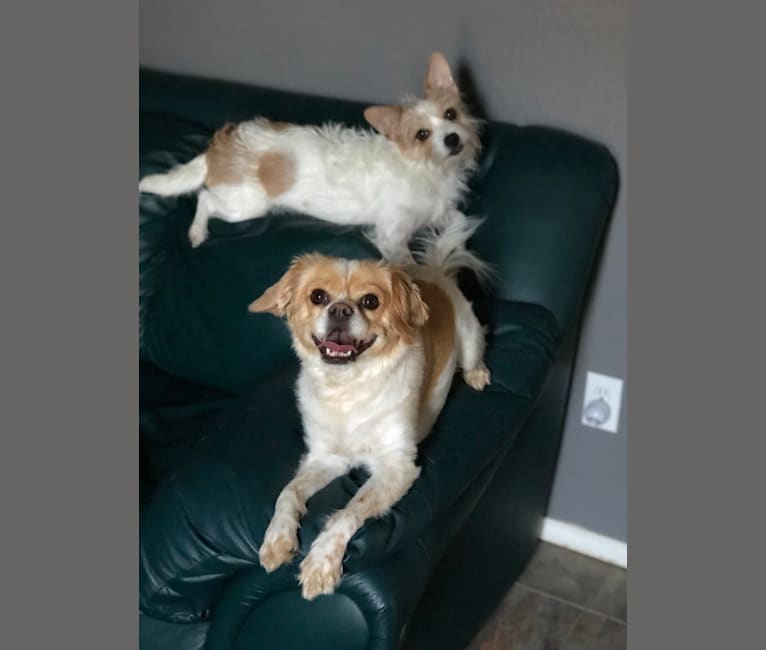 Cavalier king charles spaniel chihuahua mix hotsell