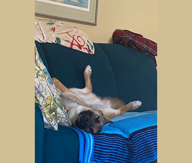 Percy, a Norwegian Elkhound and Australian Cattle Dog mix tested with EmbarkVet.com