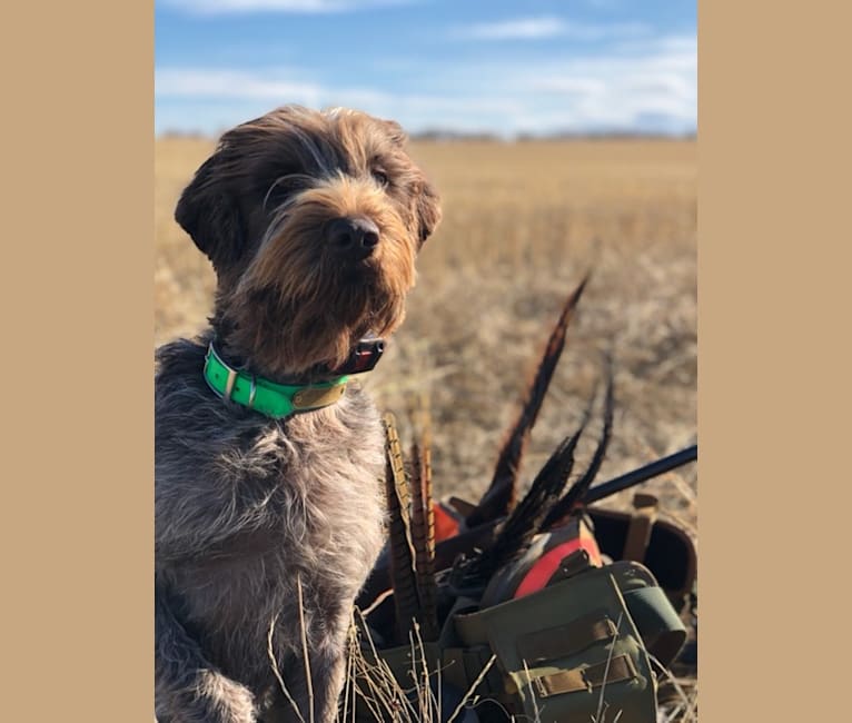 Photo of Sawyer, a Wirehaired Pointing Griffon  in Whitefish, MT, USA