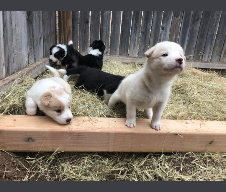 Photo of Kiva, a Border Collie, Australian Cattle Dog, and Australian Shepherd mix in Marfa, Texas, USA
