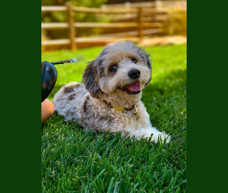 Atticus Blu, a Bichon Frise and Miniature/MAS-type Australian Shepherd mix tested with EmbarkVet.com