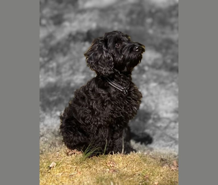 Shila, a Poodle (Small) and English Cocker Spaniel (Working Type) mix tested with EmbarkVet.com