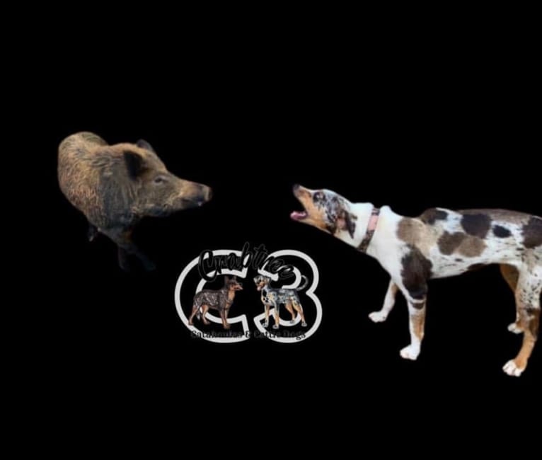 Maze, a Catahoula Leopard Dog tested with EmbarkVet.com
