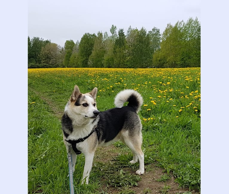 Onni, an European Village Dog tested with EmbarkVet.com