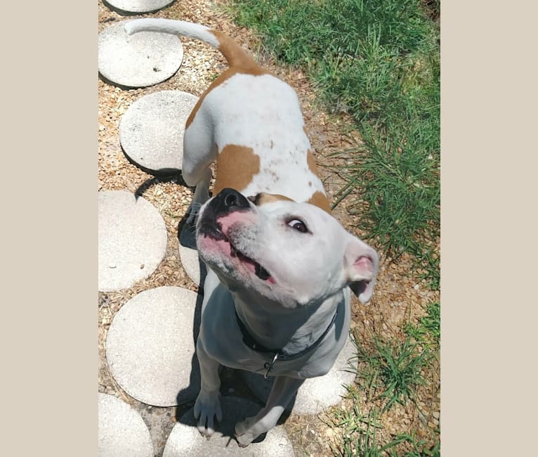 Chuck, an American Pit Bull Terrier tested with EmbarkVet.com