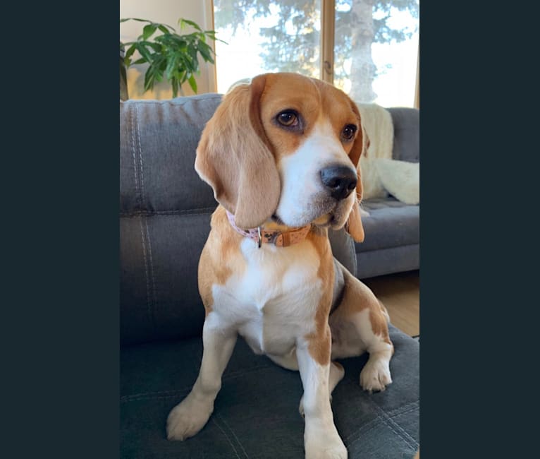 Clover, a Beagle tested with EmbarkVet.com