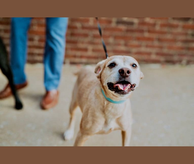 Photo of Kimber, an American Pit Bull Terrier, Cocker Spaniel, and Mixed mix in Chattanooga, Tennessee, USA