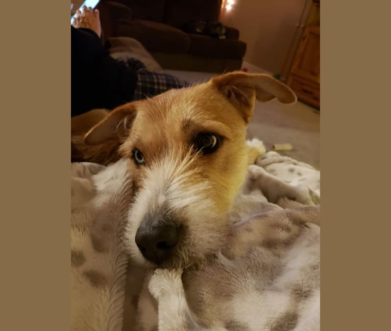 embark dog dna test breed