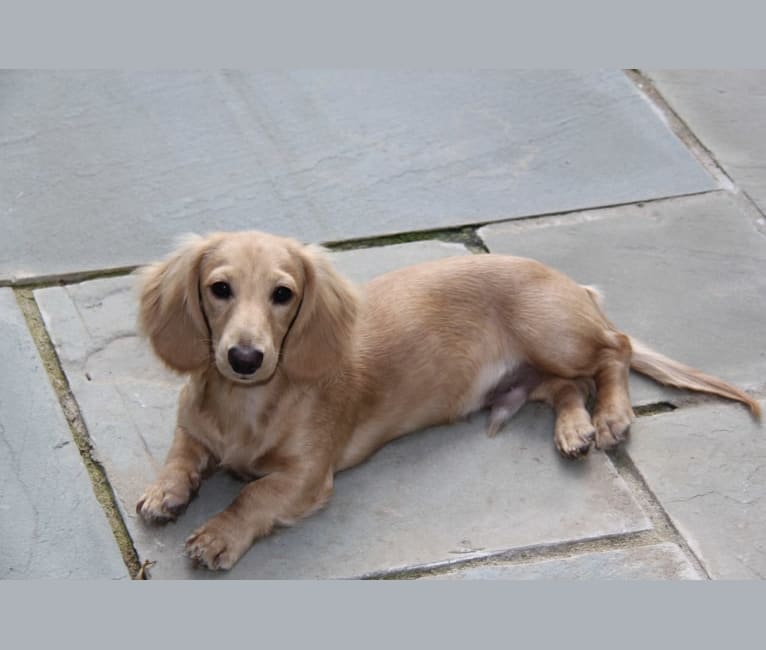 Oliver (Ollie) von Frederick, a Dachshund tested with EmbarkVet.com