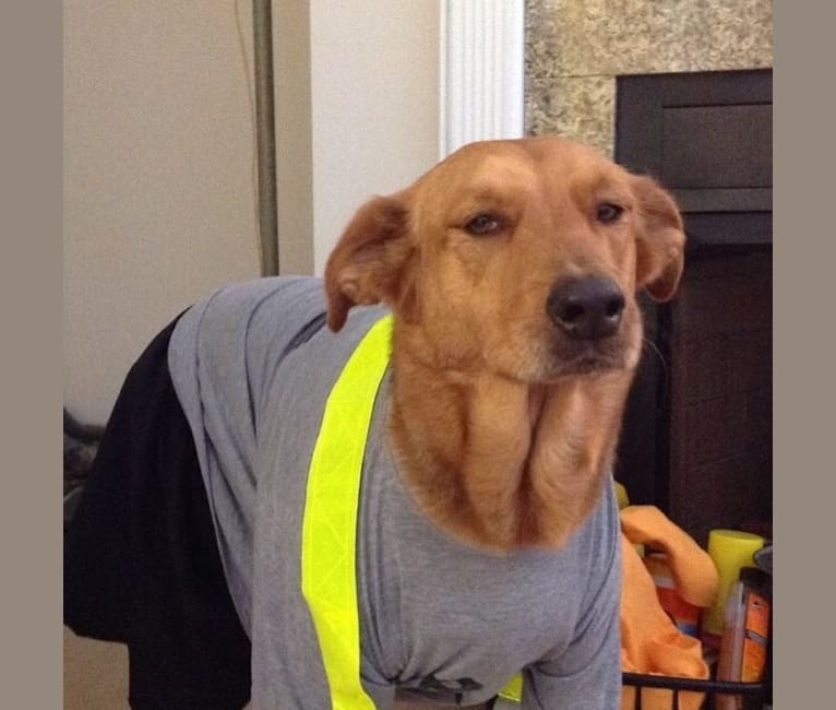 Rambo, a Labrador Retriever and Golden Retriever mix tested with EmbarkVet.com