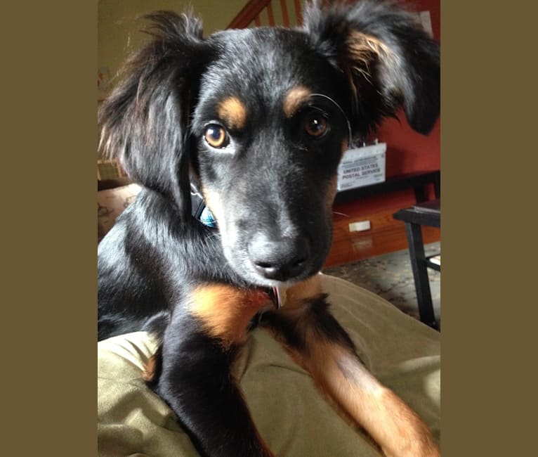 Spaniel x german shepherd shop