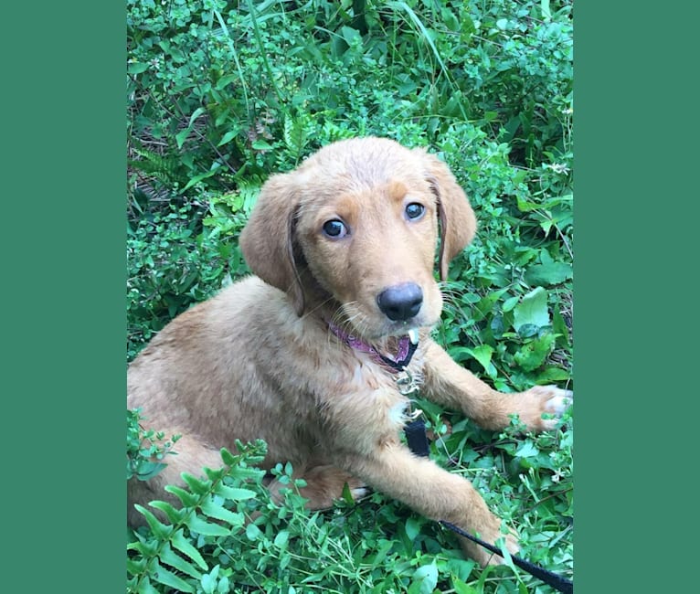 Pete, a Golden Retriever and American Foxhound mix tested with EmbarkVet.com