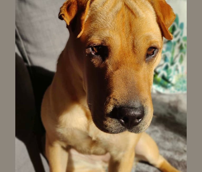 Photo of Luna, a Chinese Shar-Pei, Pug, and Russell-type Terrier mix in Bridgeport, Connecticut, USA
