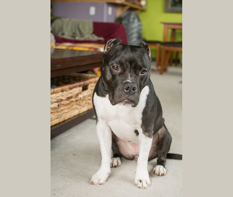 Rita, an American Bully and American Pit Bull Terrier mix tested with EmbarkVet.com