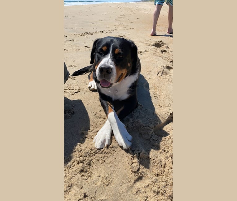 River, a Greater Swiss Mountain Dog tested with EmbarkVet.com