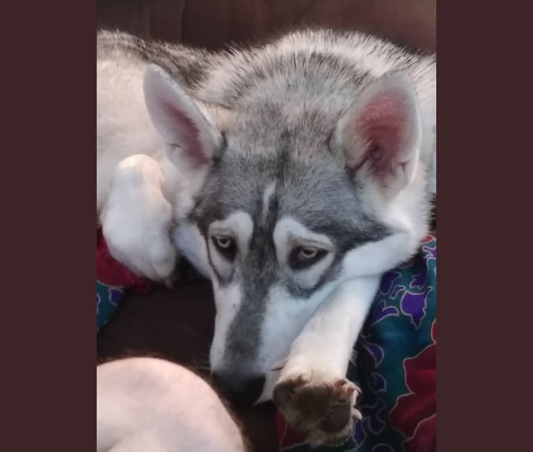 Alaskan malamute siberian husky german shepherd mix store