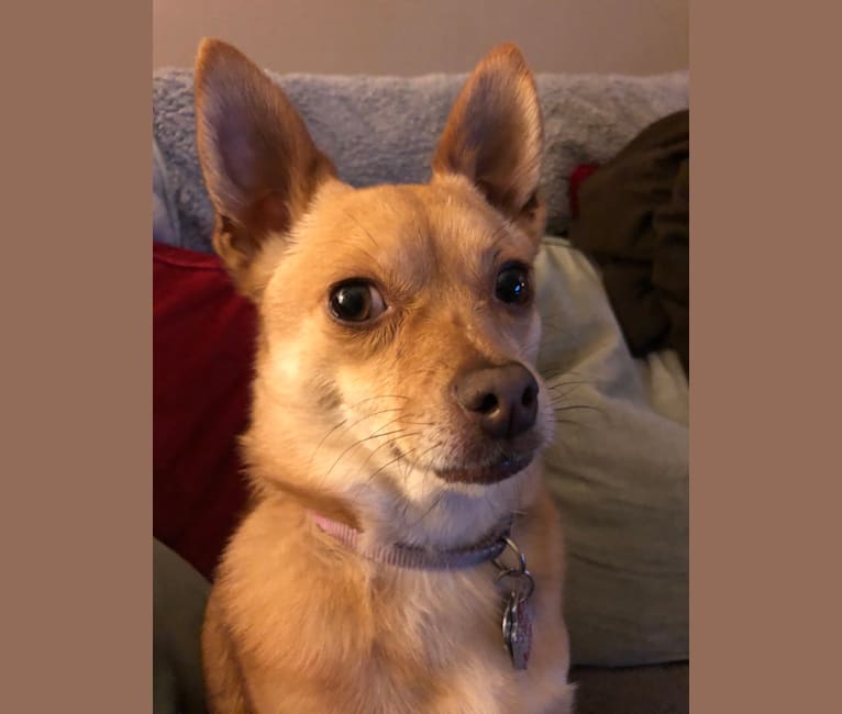 Lola, a Pomeranian and Chihuahua mix tested with EmbarkVet.com