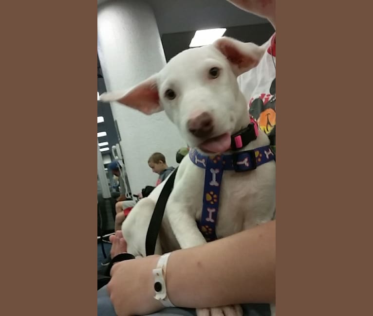 Shakira, an American Village Dog tested with EmbarkVet.com