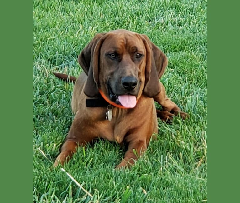 Boone, a Redbone Coonhound tested with EmbarkVet.com