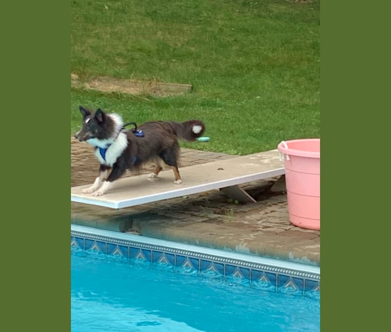 Whiskey Cash Adams, a Shetland Sheepdog tested with EmbarkVet.com