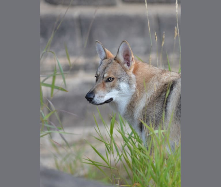 Timber, a Saarloos Wolfdog tested with EmbarkVet.com